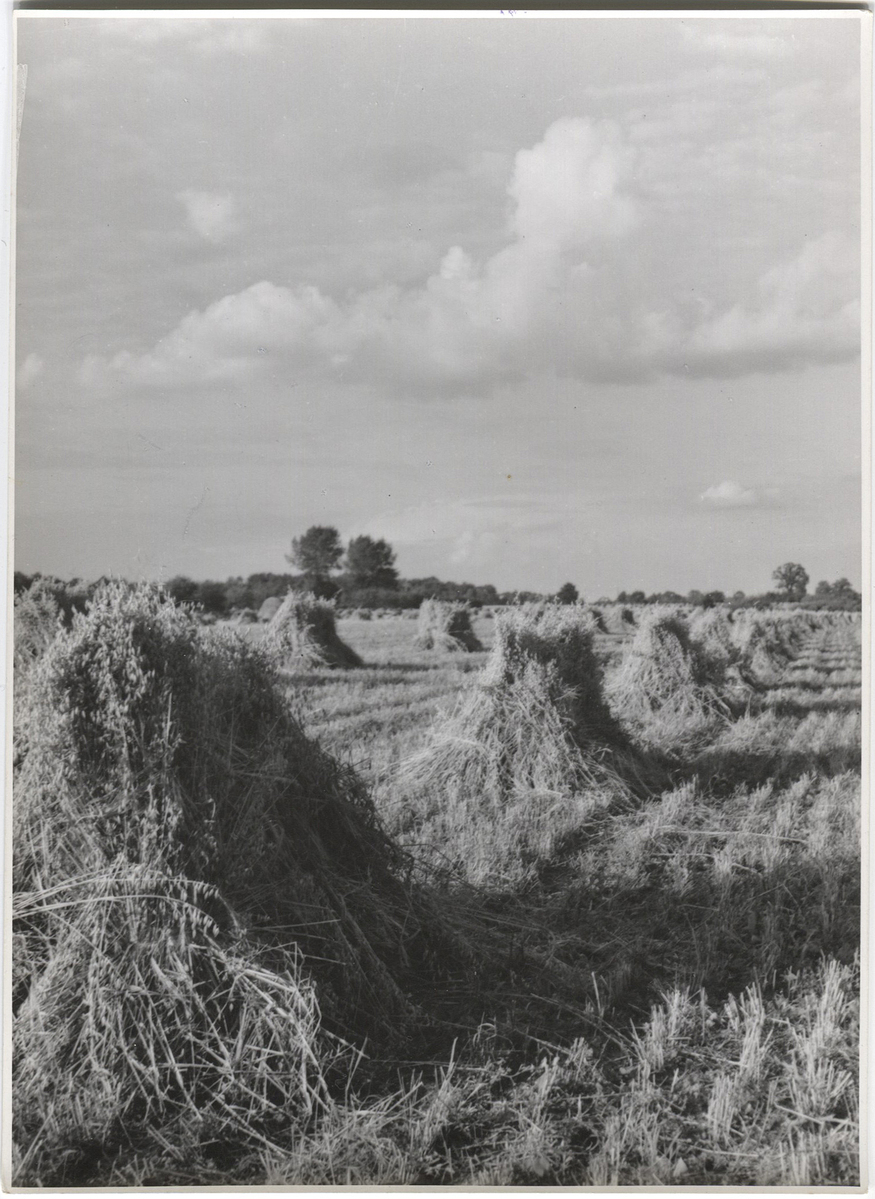 Fotograf: Hickstein, Carmen, Copyright: 1