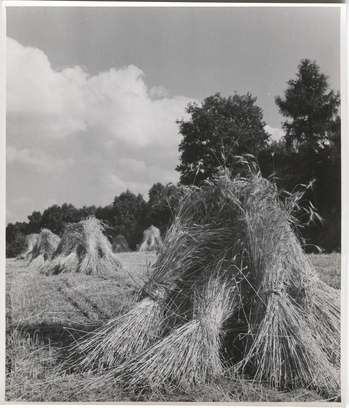 Fotograf: Hickstein, Carmen, Copyright: 1