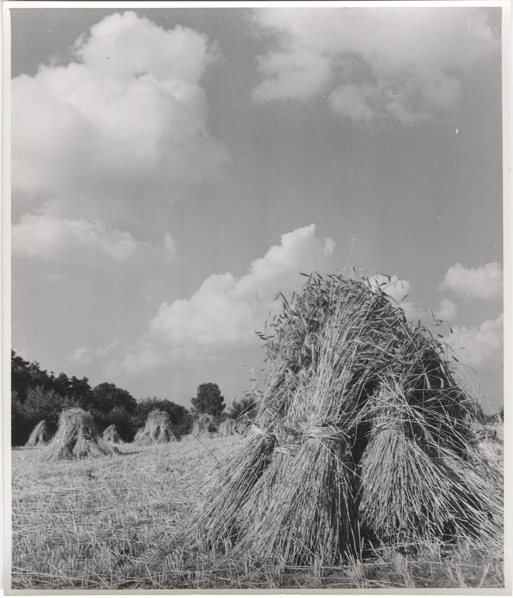 Fotograf: Hickstein, Carmen, Copyright: 1