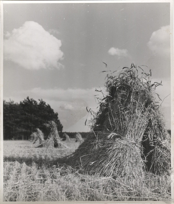 Fotograf: Hickstein, Carmen, Copyright: 1