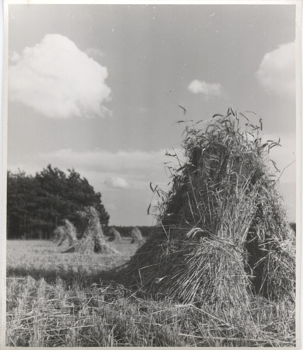 Fotograf: Hickstein, Carmen, Copyright: 1