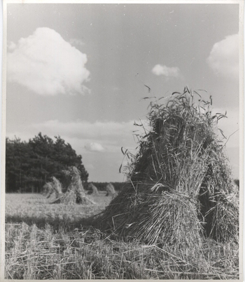 Fotograf: Hickstein, Carmen, Copyright: 1