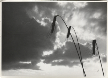 Fotograf: Hickstein, Carmen, Copyright: 1