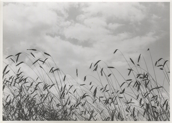 Fotograf: Hickstein, Carmen, Copyright: 1