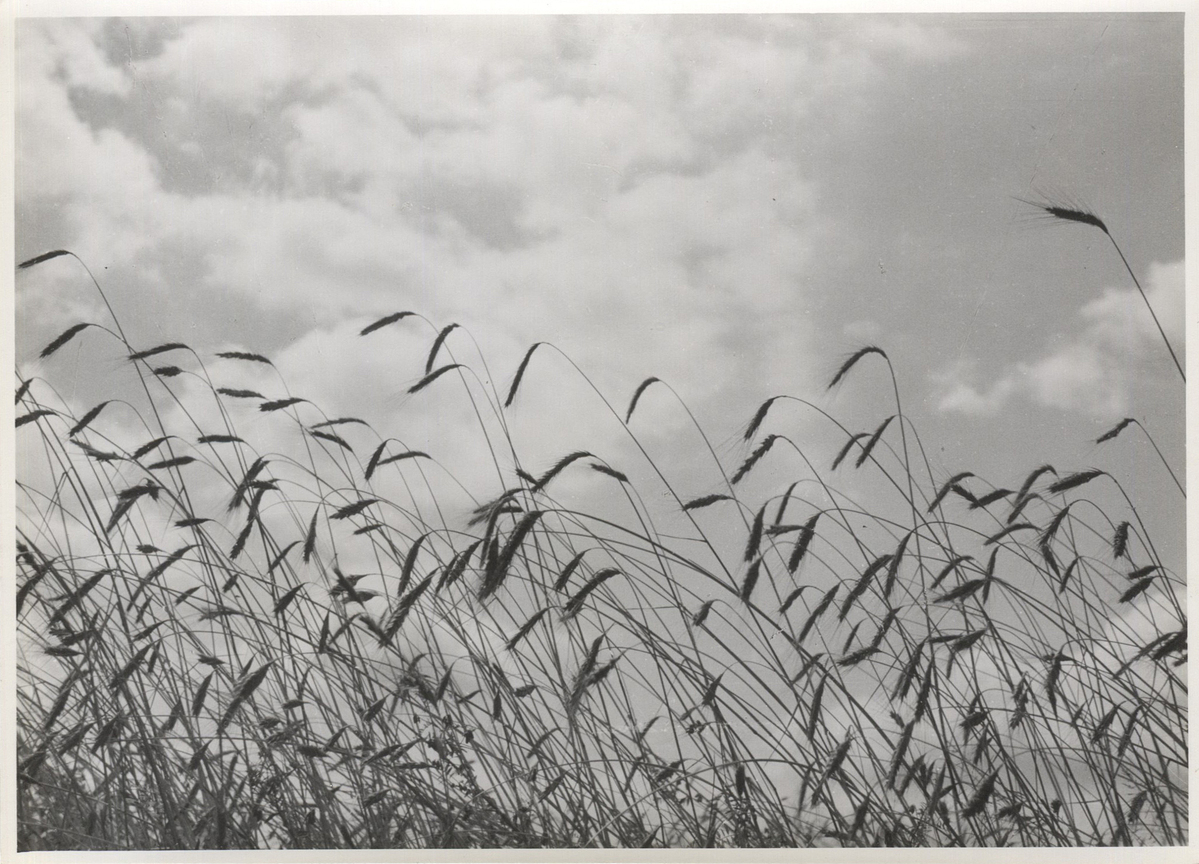 Fotograf: Hickstein, Carmen, Copyright: 1