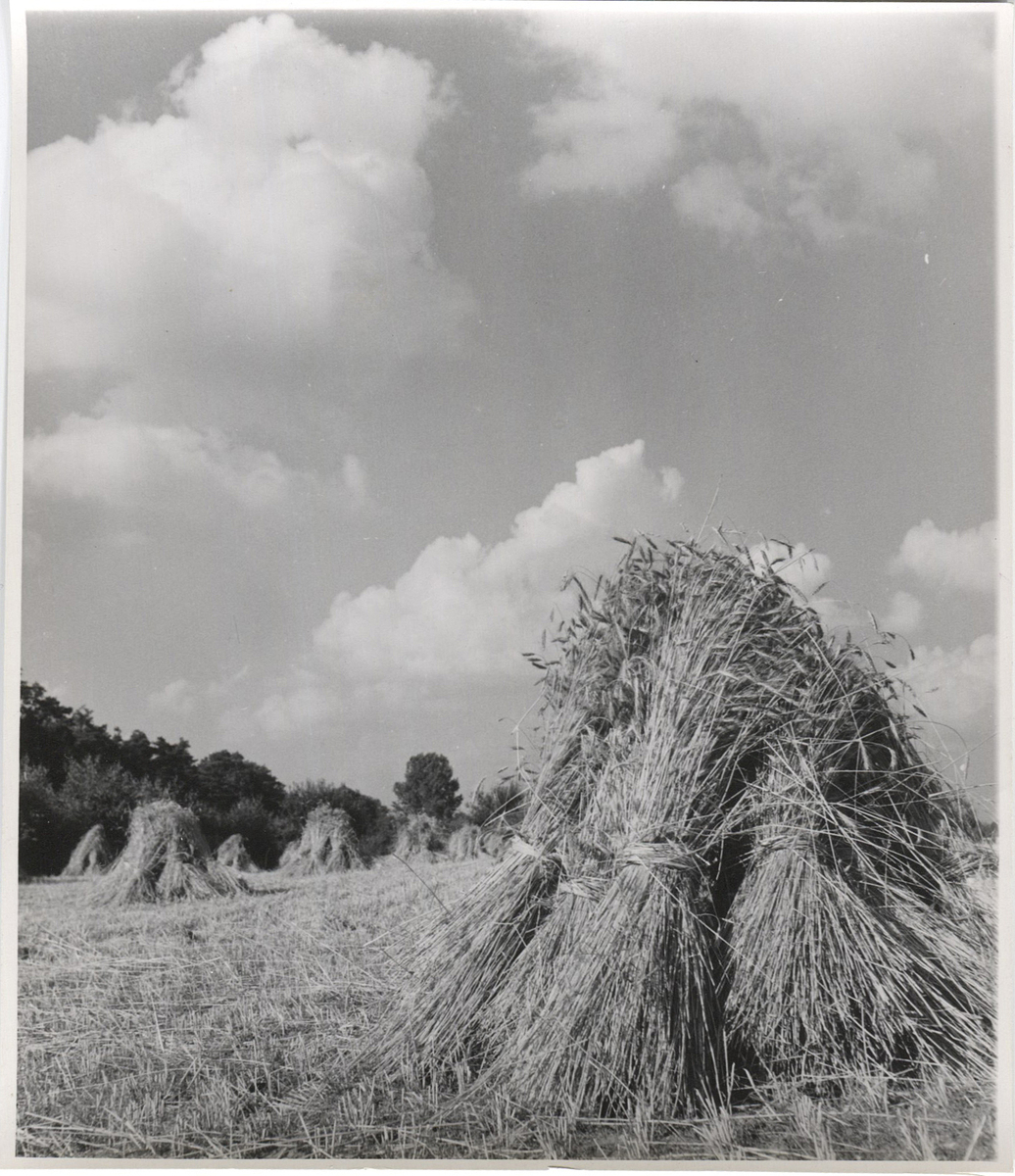 Fotograf: Hickstein, Carmen, Copyright: 1