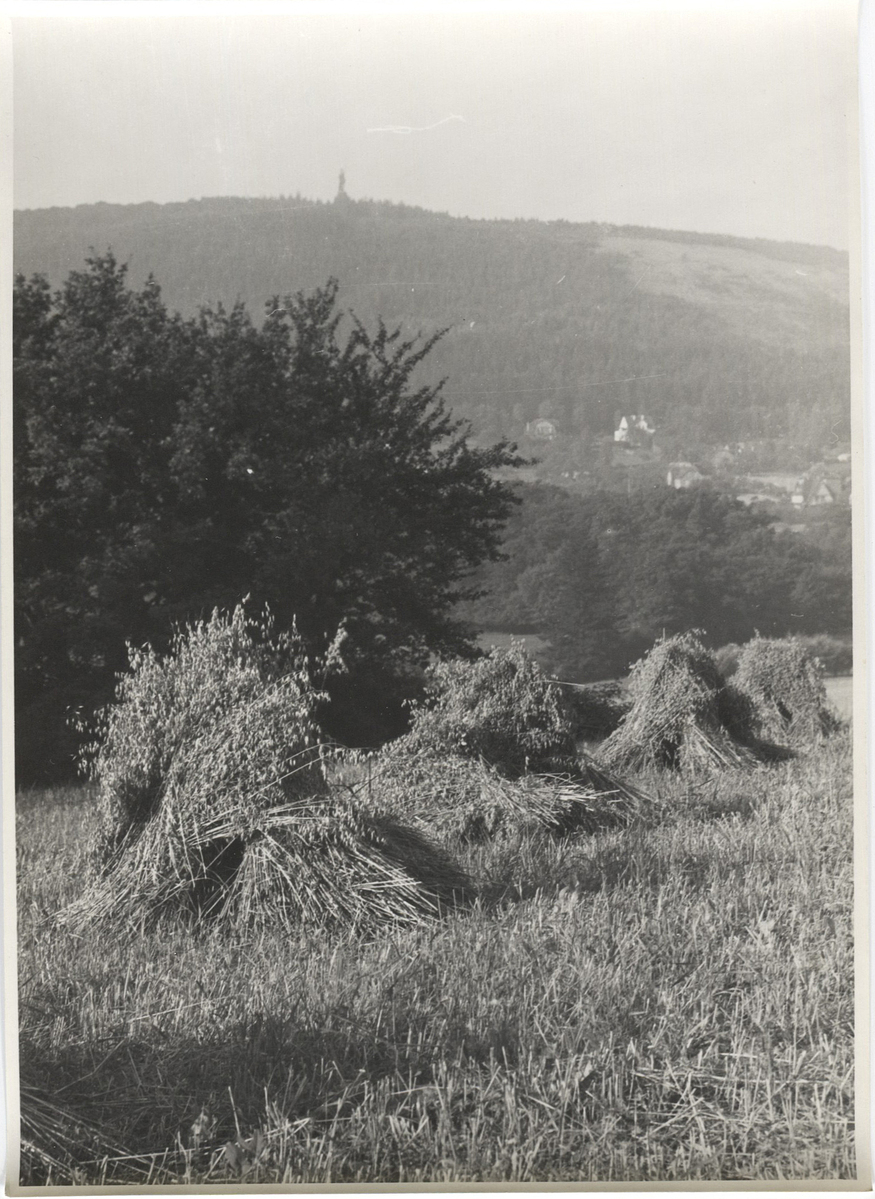 Fotograf: Hickstein, Carmen, Copyright: 1