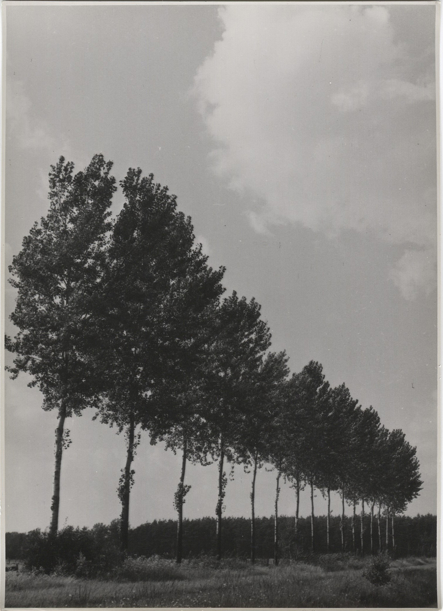 Fotograf: Hickstein, Carmen, Copyright: 1