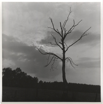 Fotograf: Hickstein, Carmen, Copyright: 1