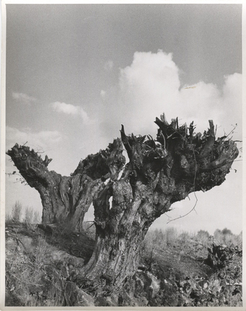 Fotograf: Hickstein, Carmen, Copyright: 1