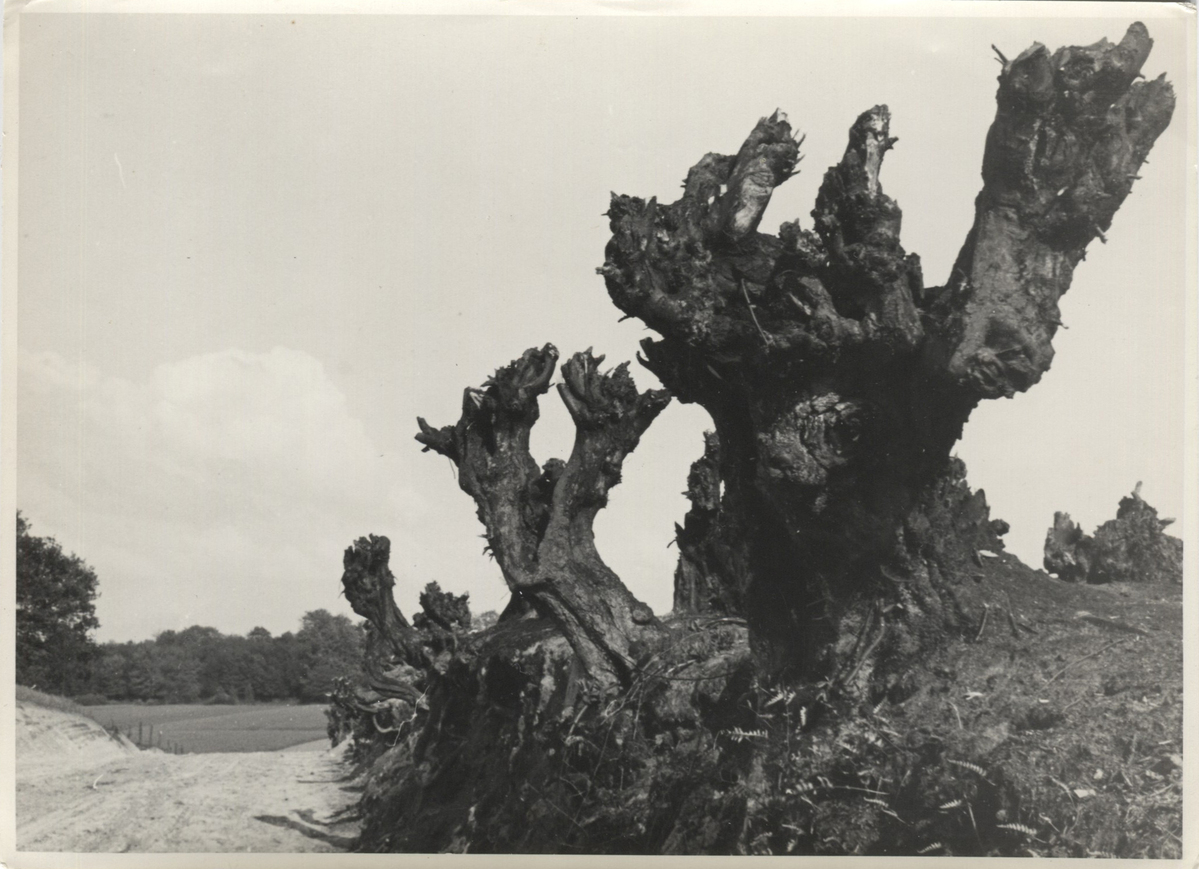 Fotograf: Hickstein, Carmen, Copyright: 1