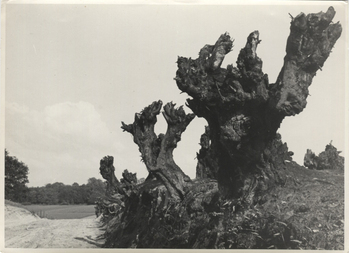 Fotograf: Hickstein, Carmen, Copyright: 1