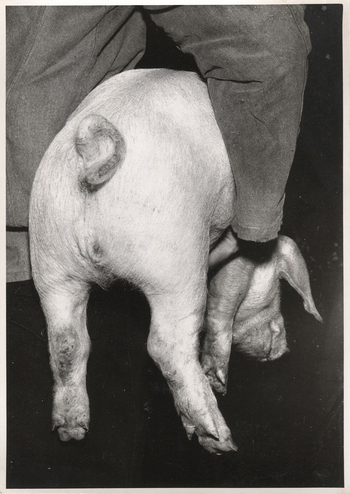 Fotograf: Hickstein, Carmen, Copyright: 1