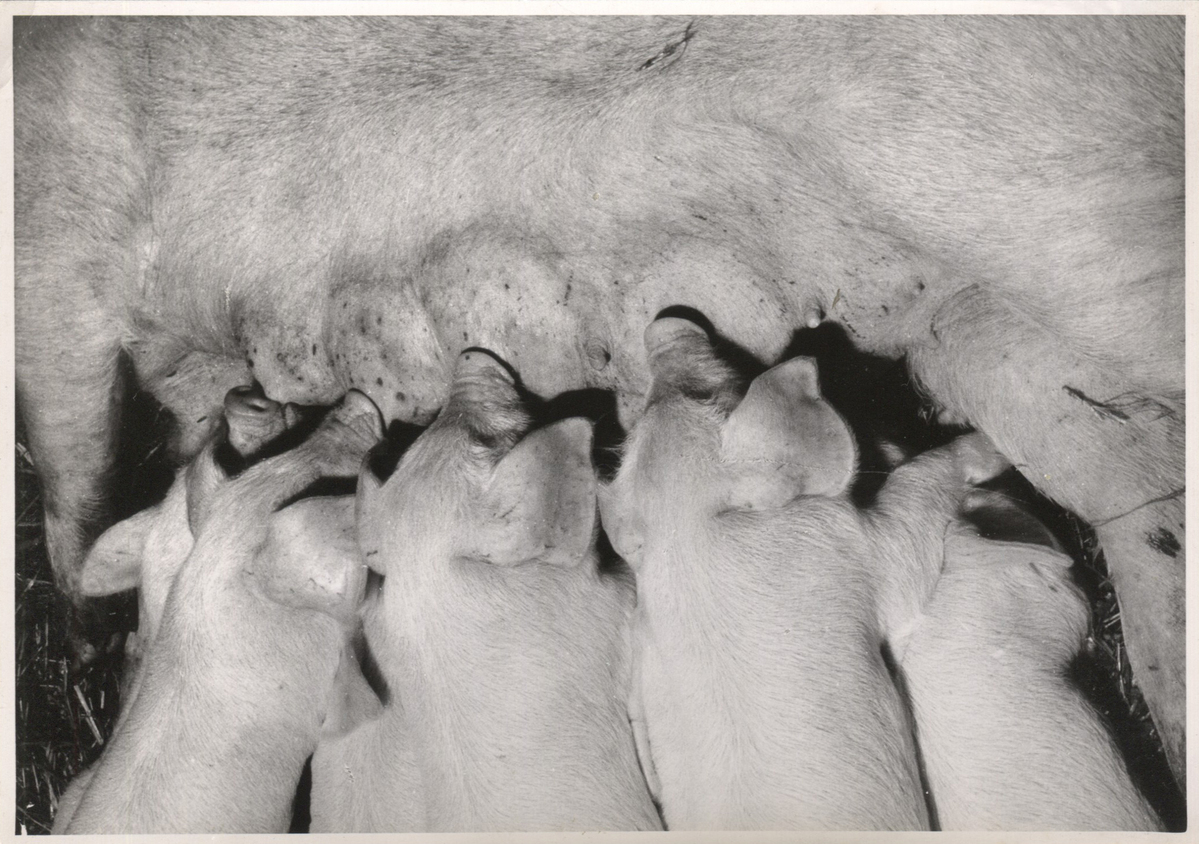 Fotograf: Hickstein, Carmen, Copyright: 1