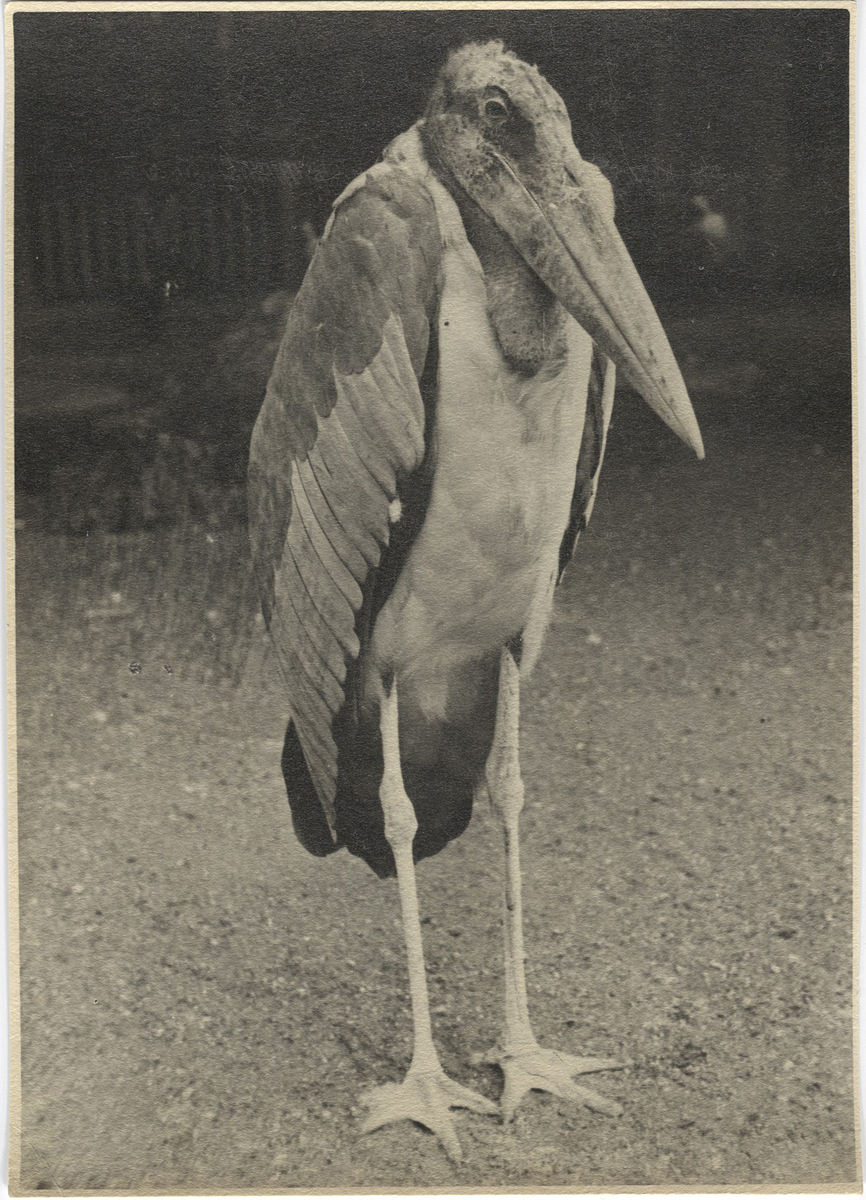 Fotograf: Hickstein, Carmen, Copyright: 1