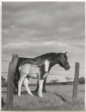 Fotograf: Hickstein, Carmen, Copyright: 1