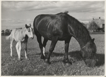 Fotograf: Hickstein, Carmen, Copyright: 1