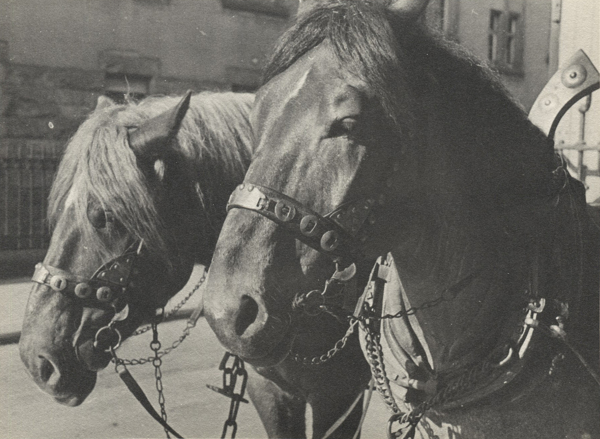 Fotograf: Hickstein, Carmen, Copyright: 1