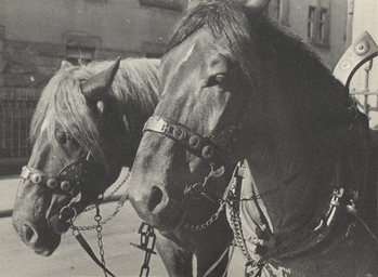 Fotograf: Hickstein, Carmen, Copyright: 1