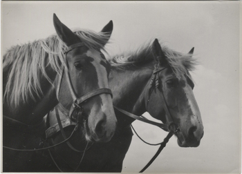 Fotograf: Hickstein, Carmen, Copyright: 1