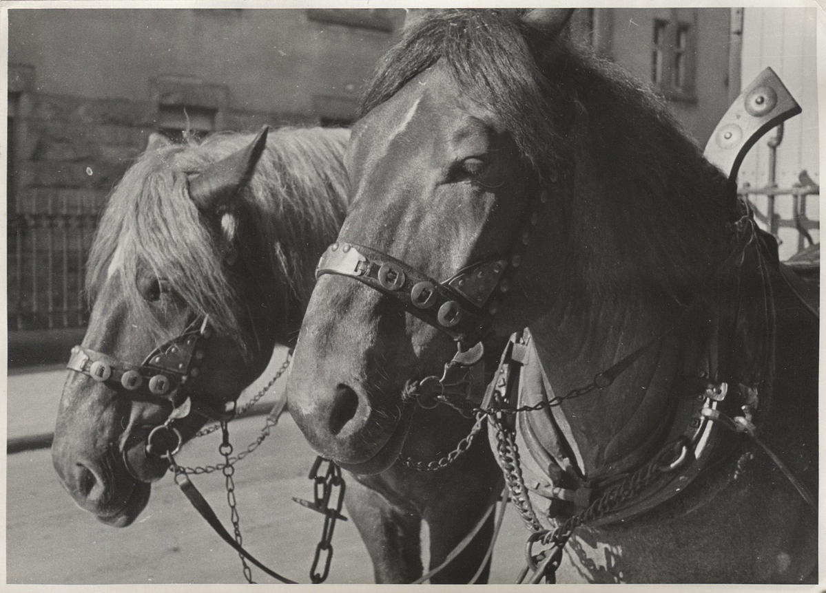 Fotograf: Hickstein, Carmen, Copyright: 1
