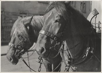 Fotograf: Hickstein, Carmen, Copyright: 1