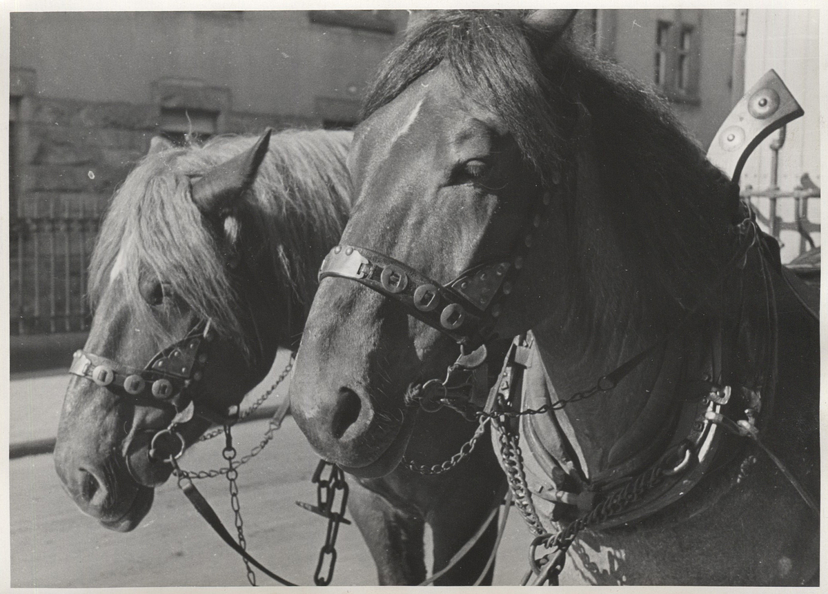Fotograf: Hickstein, Carmen, Copyright: 1