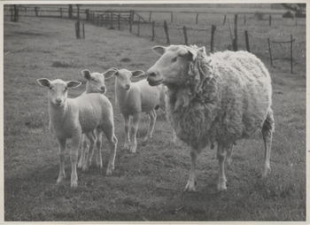 Fotograf: Hickstein, Carmen, Copyright: 1