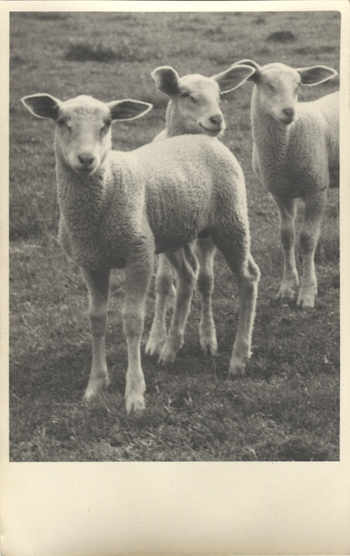 Fotograf: Hickstein, Carmen, Copyright: 1