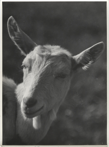 Fotograf: Hickstein, Carmen, Copyright: 1