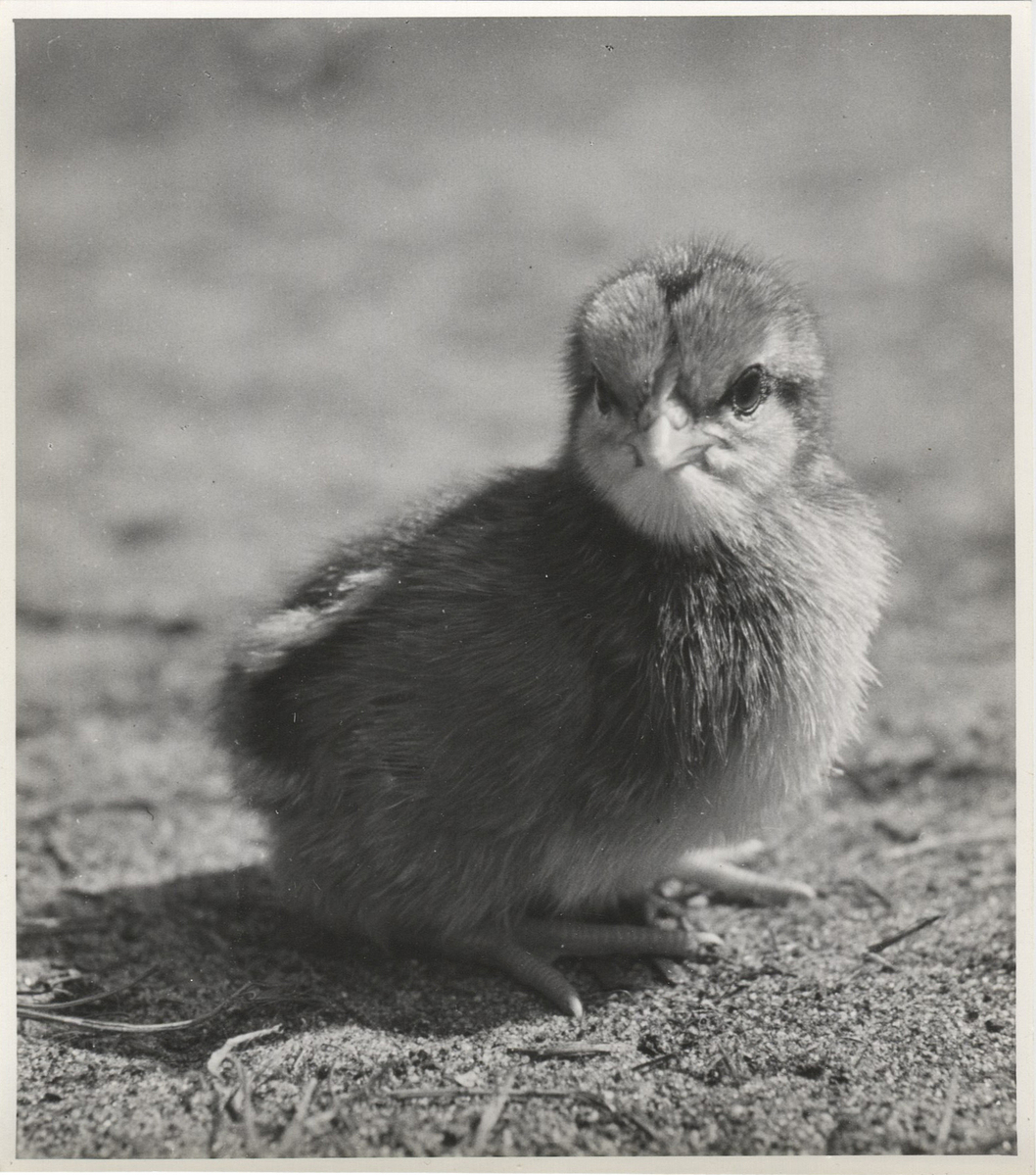 Fotograf: Hickstein, Carmen, Copyright: 1