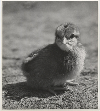 Fotograf: Hickstein, Carmen, Copyright: 1