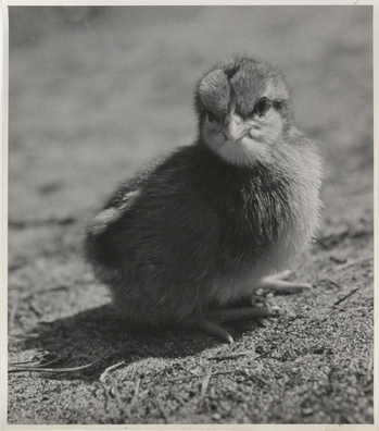 Fotograf: Hickstein, Carmen, Copyright: 1