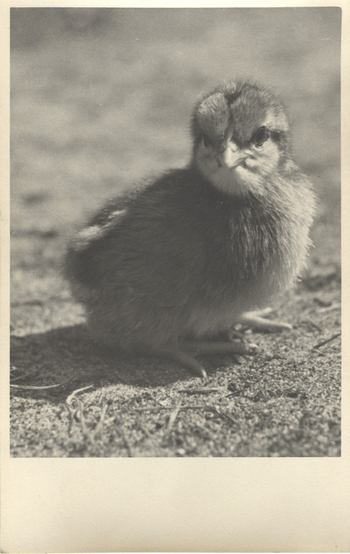 Fotograf: Hickstein, Carmen, Copyright: 1