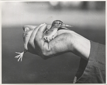 Fotograf: Hickstein, Carmen, Copyright: 1