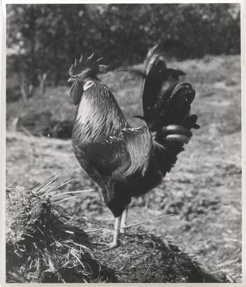 Fotograf: Hickstein, Carmen, Copyright: 1