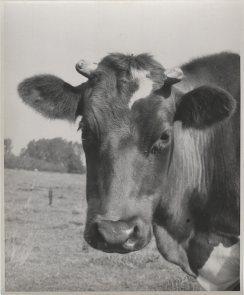 Fotograf: Hickstein, Carmen, Copyright: 1