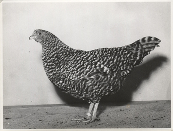 Fotograf: Hickstein, Carmen, Copyright: 1