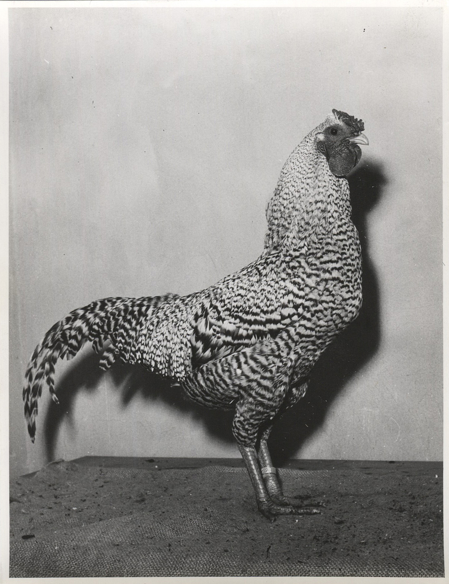 Fotograf: Hickstein, Carmen, Copyright: 1