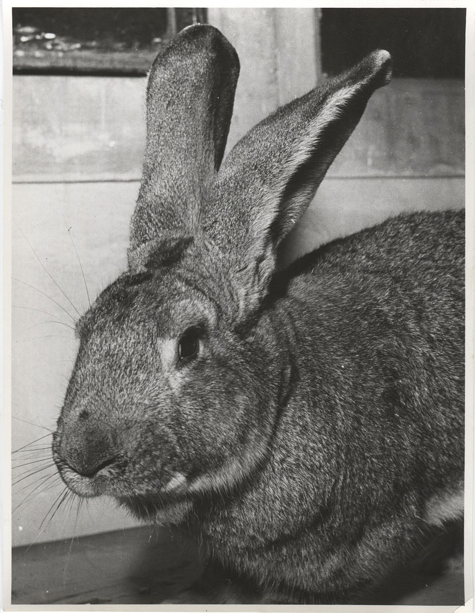 Fotograf: Hickstein, Carmen, Copyright: 1