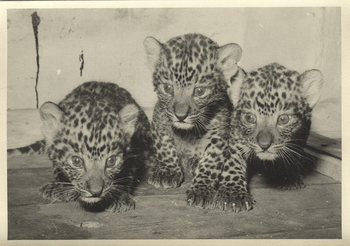 Fotograf: Hickstein, Carmen, Copyright: 1