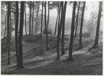 Fotograf: Hickstein, Carmen, Copyright: 1