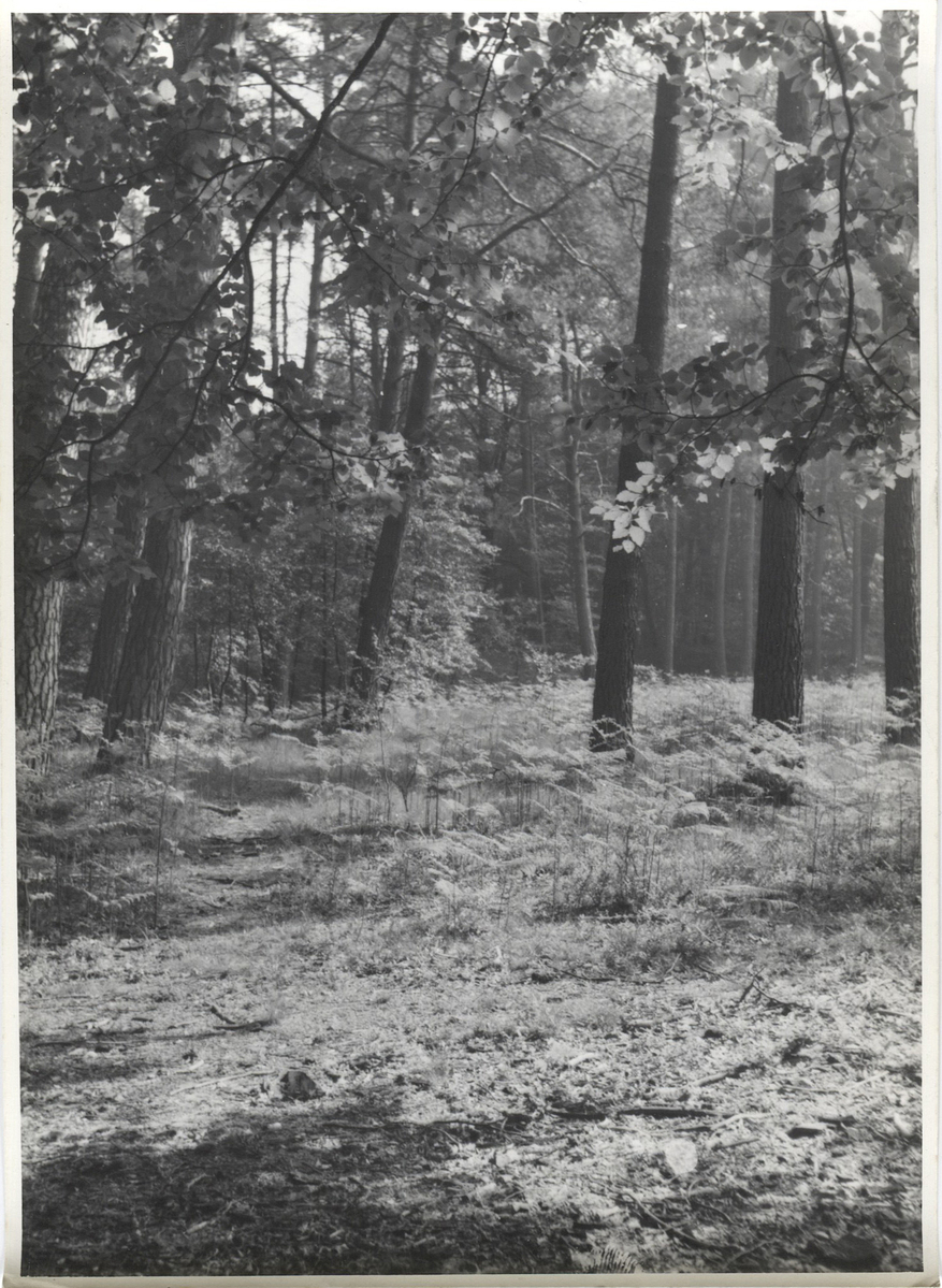 Fotograf: Hickstein, Carmen, Copyright: 1