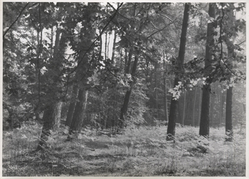 Fotograf: Hickstein, Carmen, Copyright: 1