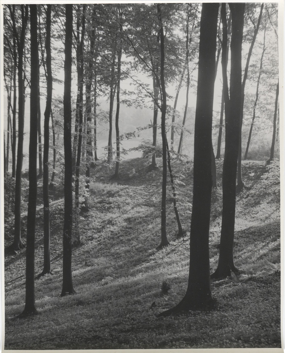 Fotograf: Hickstein, Carmen, Copyright: 1