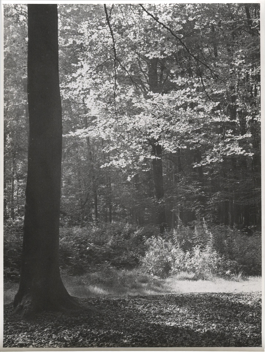 Fotograf: Hickstein, Carmen, Copyright: 1
