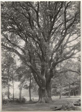 Fotograf: Hickstein, Carmen, Copyright: 1