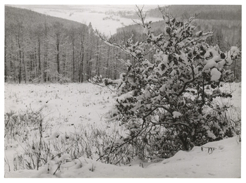 Fotograf: Hickstein, Carmen, Copyright: 1