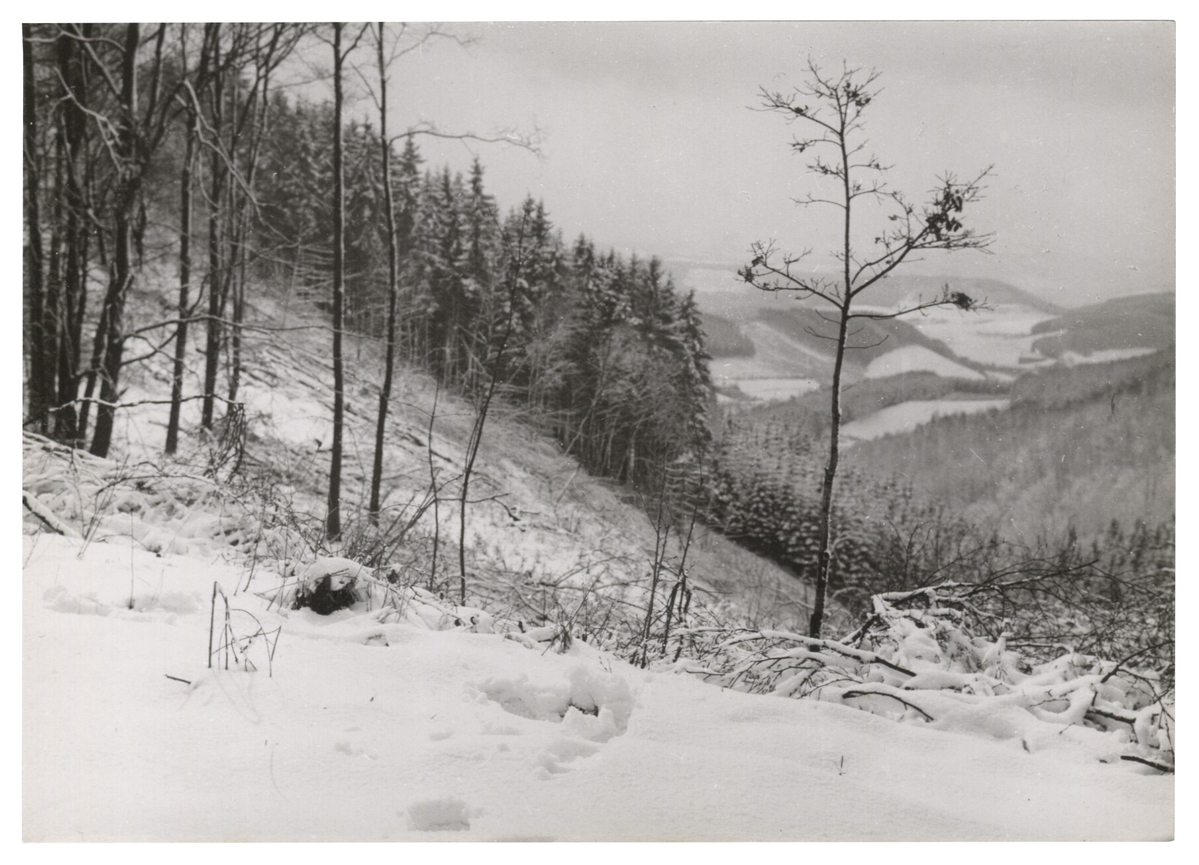 Fotograf: Hickstein, Carmen, Copyright: 1