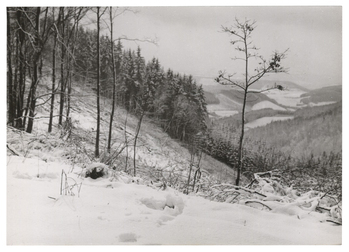 Fotograf: Hickstein, Carmen, Copyright: 1